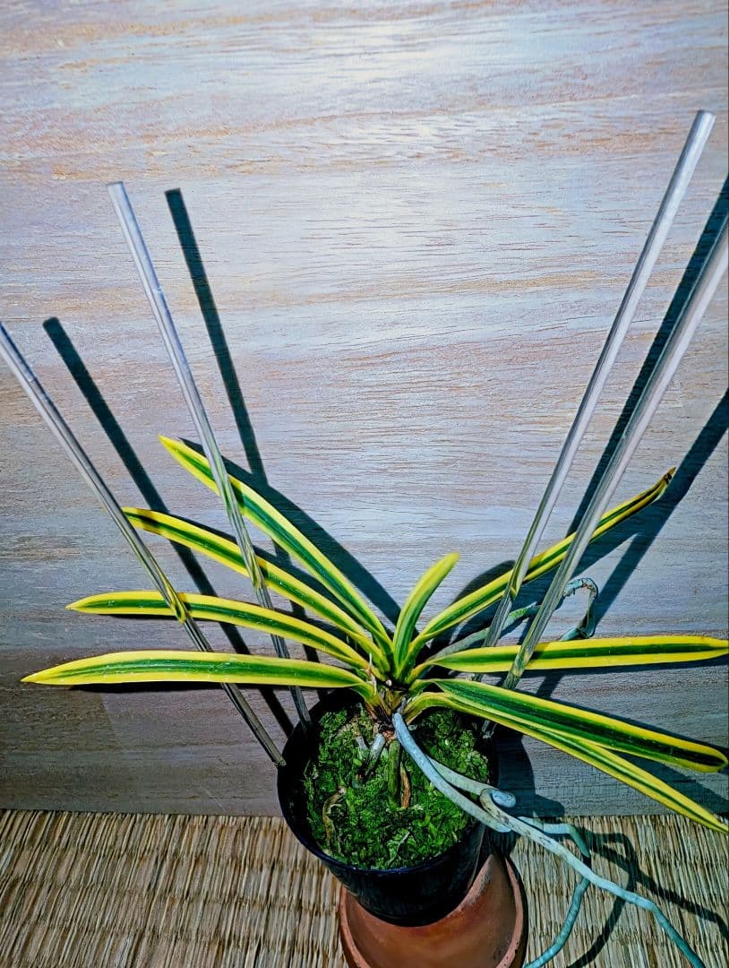 富貴蘭　黄玉殿（無肥料無加温自然作り品）