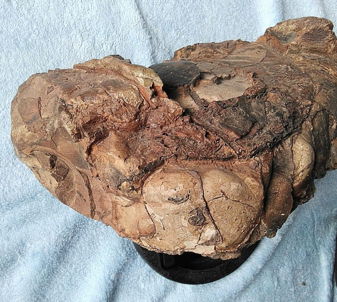 【珍しいアンモナイト化石(約４.５kg )・北海道:羽幌産:白亜紀】