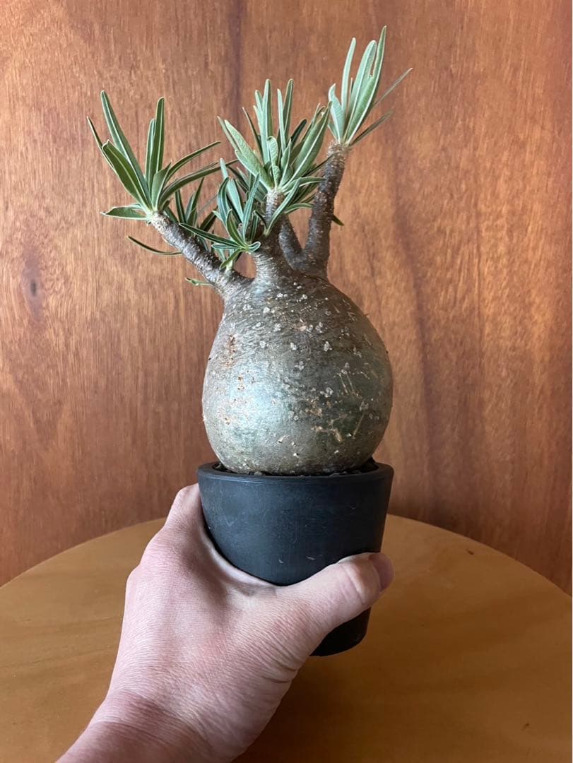 グラキリス　大　現地球　サンデルシー種子10粒プレゼント