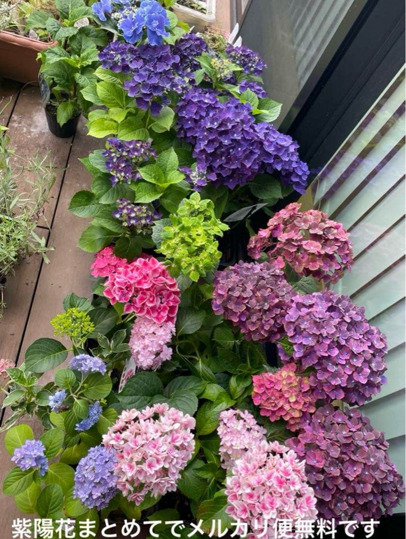 【花苗】4鉢限定　紫陽花　マジカルチョコレート　④ 特大花　正規品　タグ付き