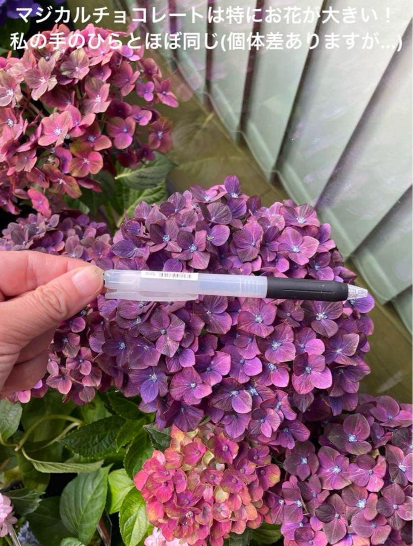 【花苗】4鉢限定　紫陽花　マジカルチョコレート　④ 特大花　正規品　タグ付き