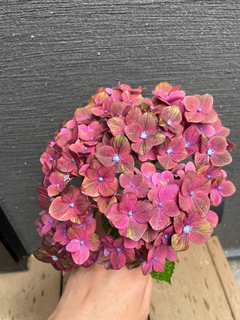 【花苗】4鉢限定　紫陽花　マジカルチョコレート　④ 特大花　正規品　タグ付き