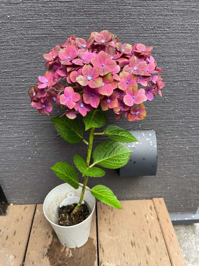【花苗】4鉢限定　紫陽花　マジカルチョコレート　④ 特大花　正規品　タグ付き