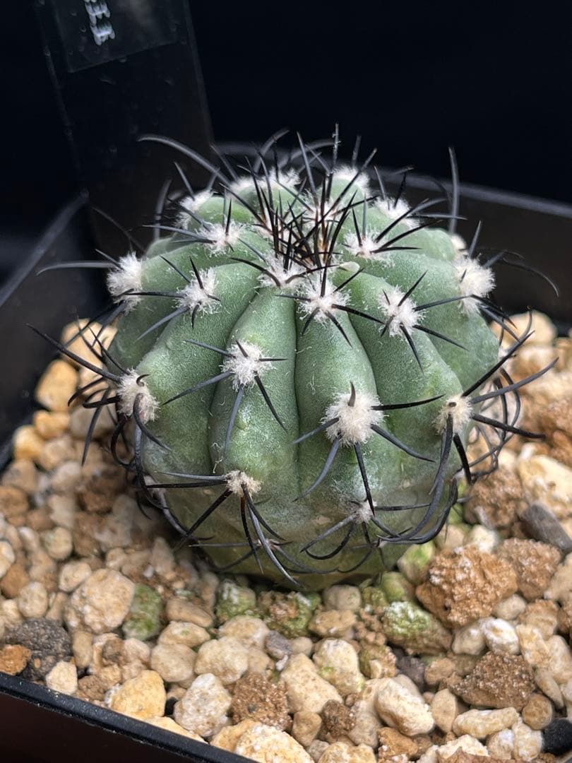 EMP コピアポア レンベッキー 冥王玉 実生 / 選抜個体CT612