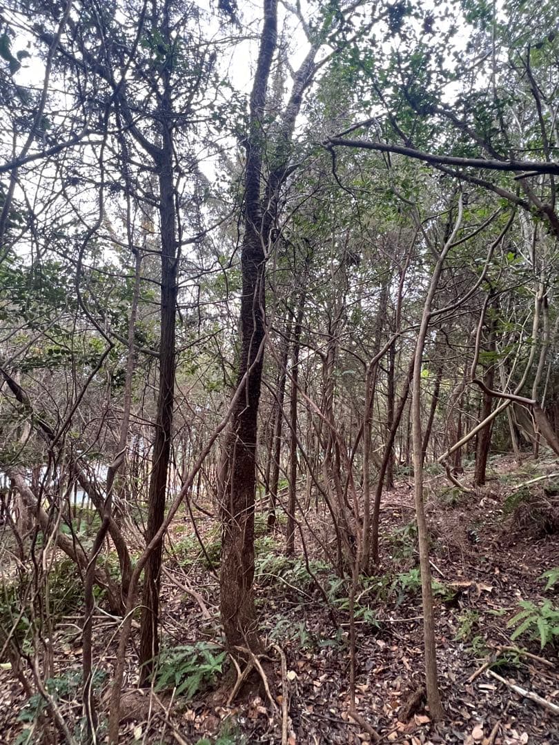 現品　ミツバツツジ　自然樹形　超特大　4mほど　山採り