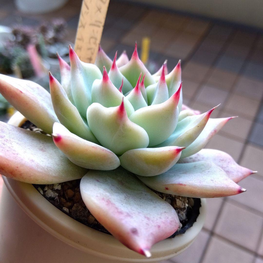 札付miso苗⭐️桃大福⭐️(大福コロラータ×リンゼアナA)×イエコラ ミソ苗