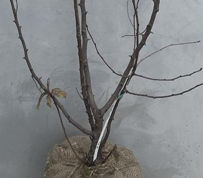 《現品》利休梅（リキュウバイ）樹高1.2ｍ（根鉢含まず）75【庭木/苗木/植木】