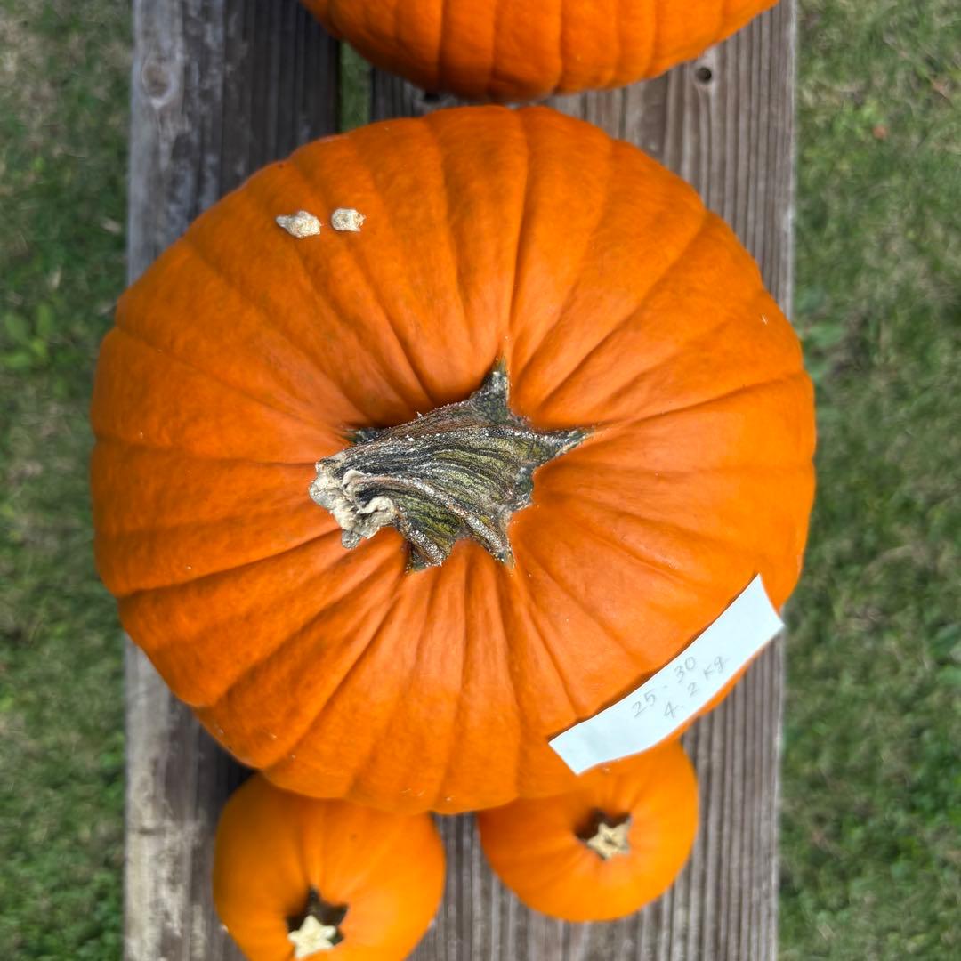 【すず】ハロウィンかぼちゃ　本物