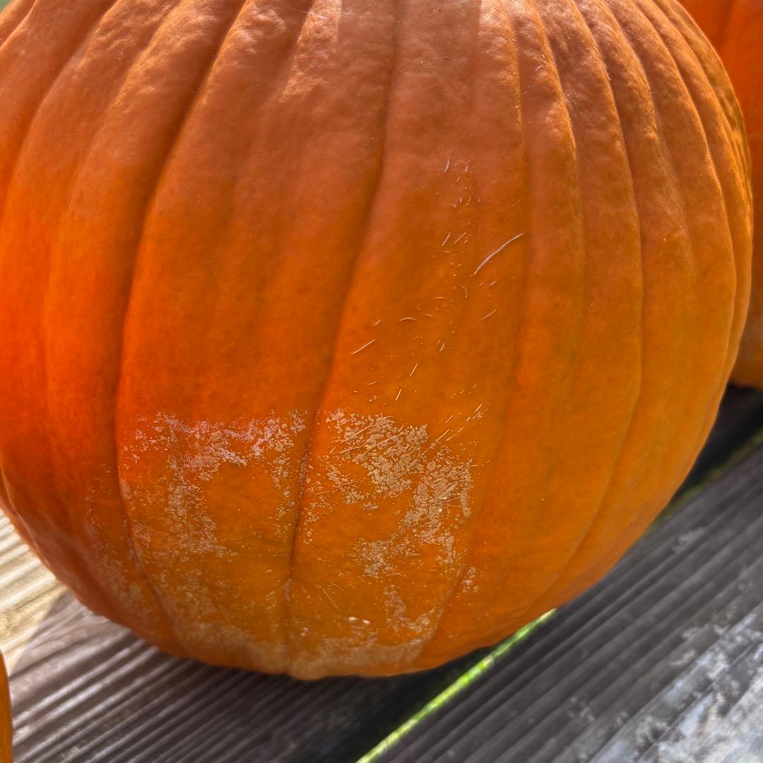 【すず】ハロウィンかぼちゃ　本物