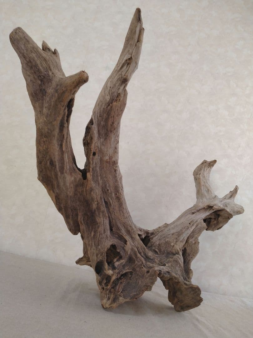 【希少】アクアリウム・ガーデニング・DIY向け 特大塊根ホーンウッド 70cm