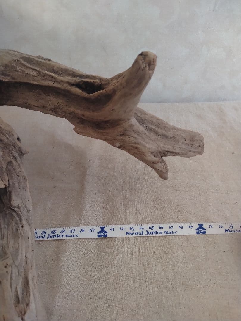 【希少】アクアリウム・ガーデニング・DIY向け 特大塊根ホーンウッド 70cm