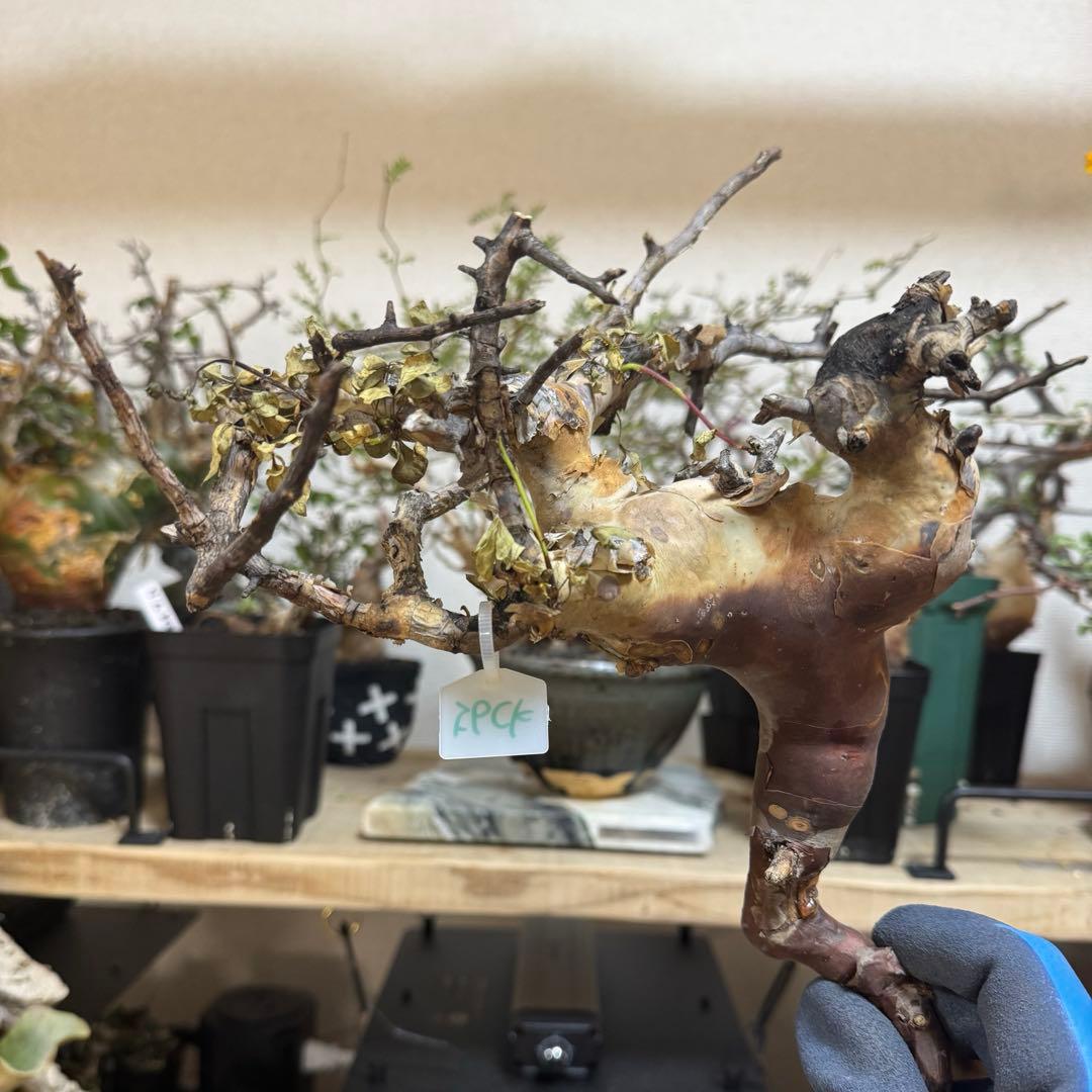 m*o様 コミフォラ ピュア カタフ ソマリア 現地発根株 56CK