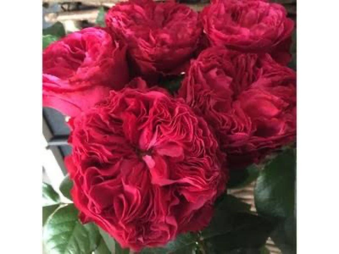 「ゲン君」 切り花品種バラ苗　レアバラ