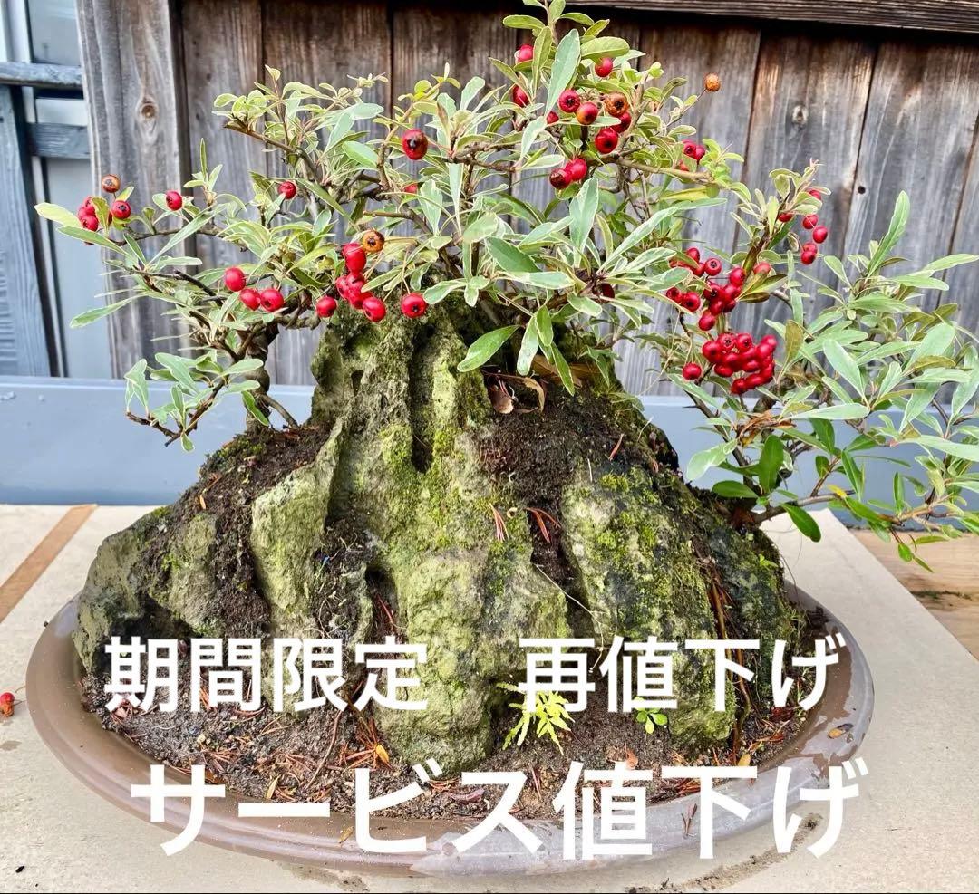 盆栽　自然石付き斑入りビラカンサ　見応えあり　実がいっぱい　前後どちらからも❣️