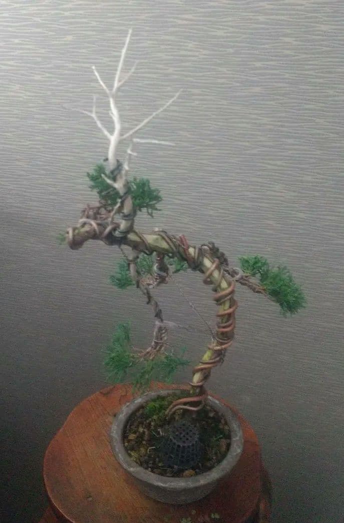 ※真柏盆栽/中品盆栽/ねじれた幹とシャリ、ジンが際立つ盆栽