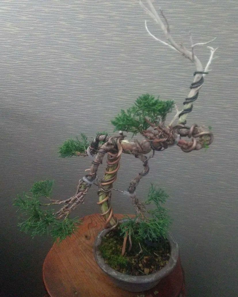 ※真柏盆栽/中品盆栽/ねじれた幹とシャリ、ジンが際立つ盆栽