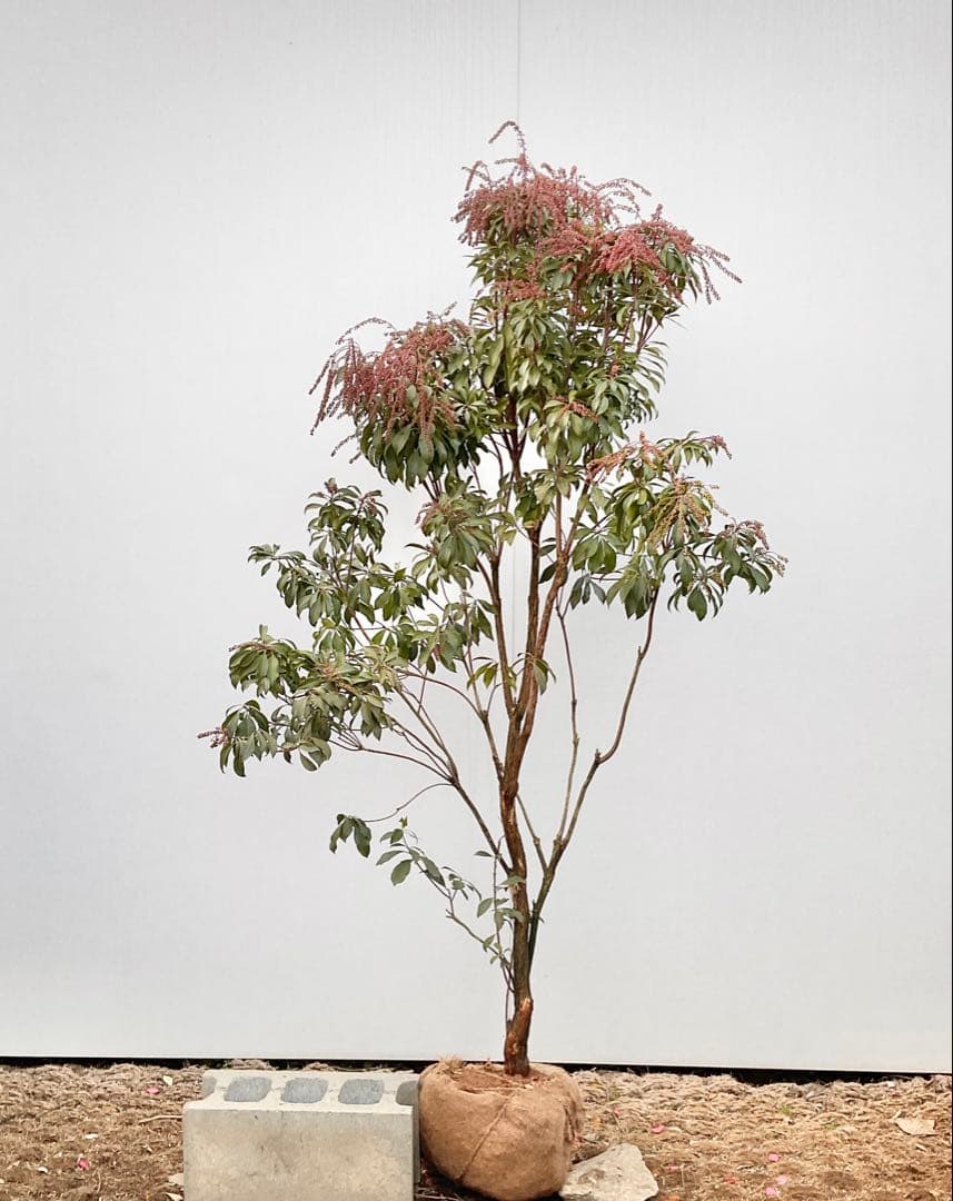 アセビ　白花　/ 74