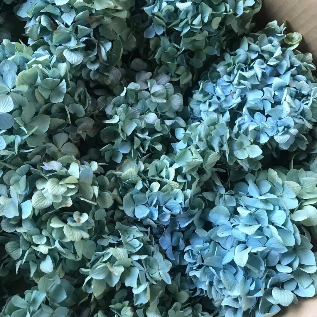 紫陽花ドライフラワー D10 120サイズ 北海道産 タイムセール
