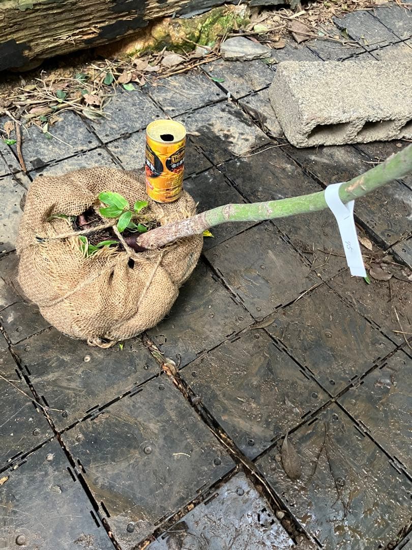 75 山採り　コハウチワカエデ