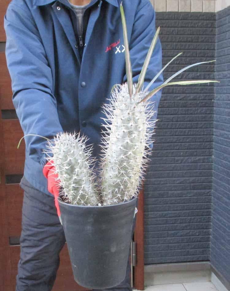 【現品】パキポディウム　ゲアイー　亜阿相界　6号　ら５番