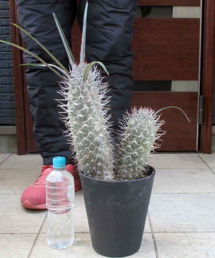 【現品】パキポディウム　ゲアイー　亜阿相界　6号　ら５番