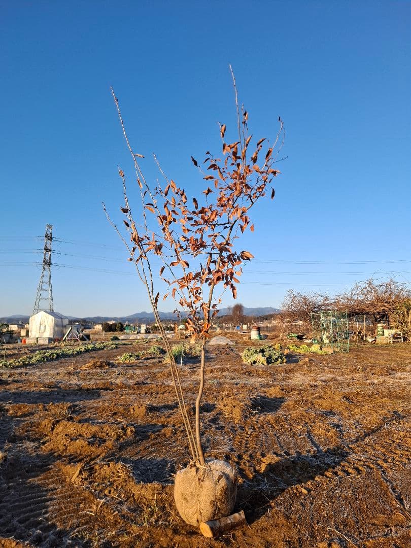 ヤマコウバシ　雑木　山彩　－－アオダモ、アオハダ、カエデ、モミジーー
