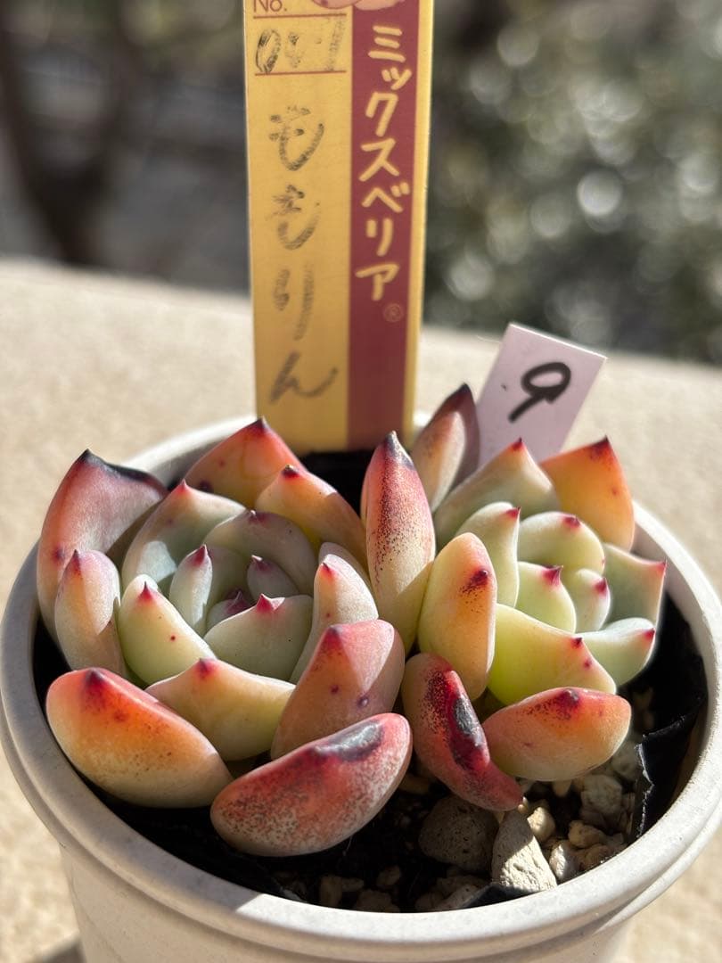 多肉　ももりん９　ミックスベリア　おらいさん苗　検) 青札　ざわわ
