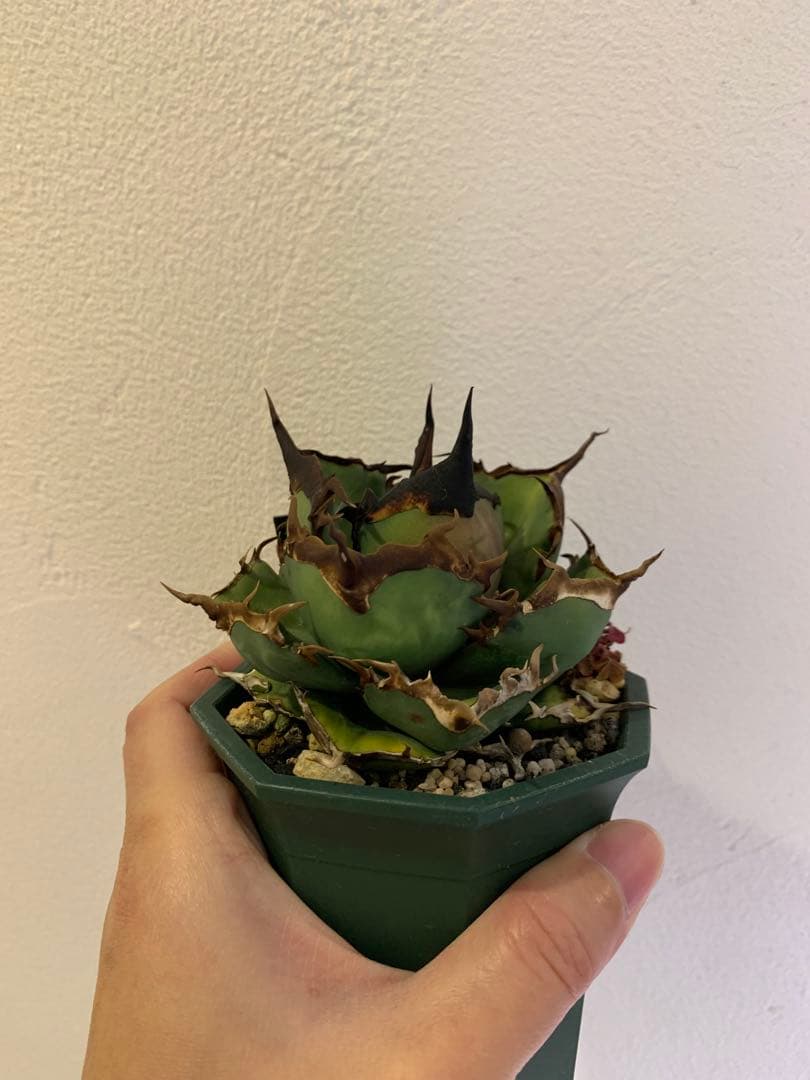 【goodtaniku】閻魔　gt育成中株　鉢ごと発送