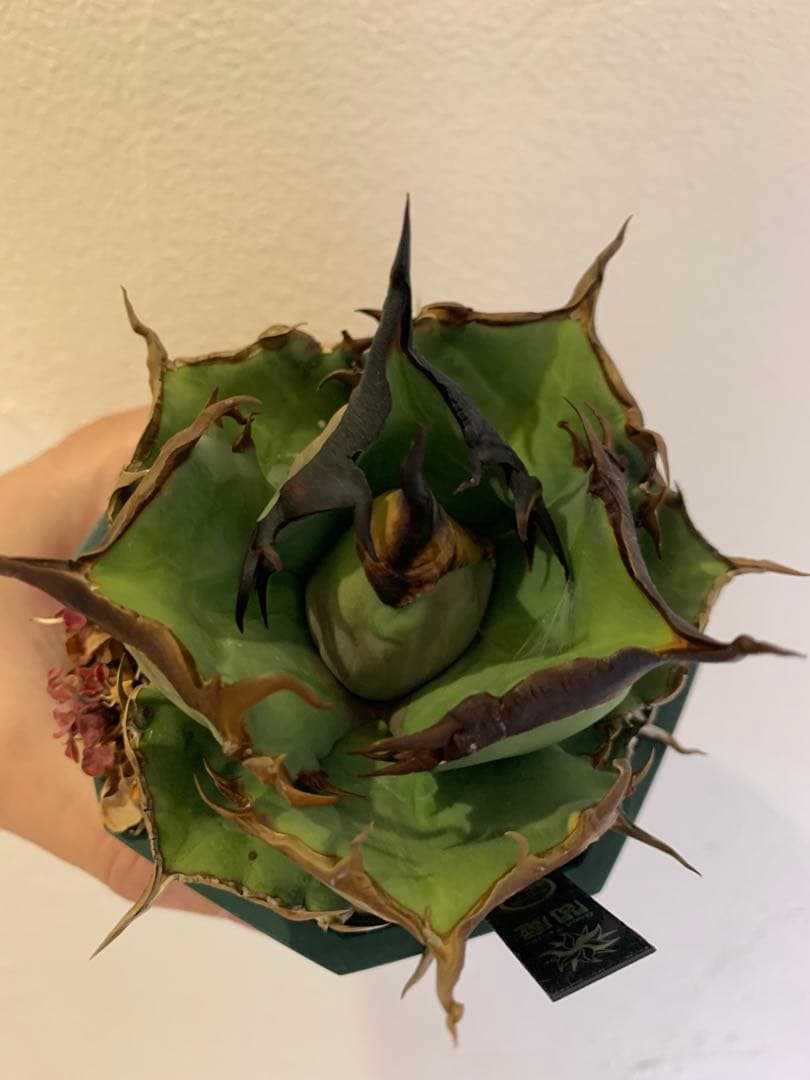 【goodtaniku】閻魔　gt育成中株　鉢ごと発送