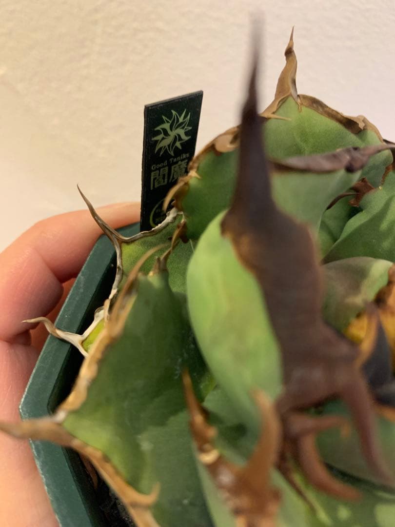 【goodtaniku】閻魔　gt育成中株　鉢ごと発送