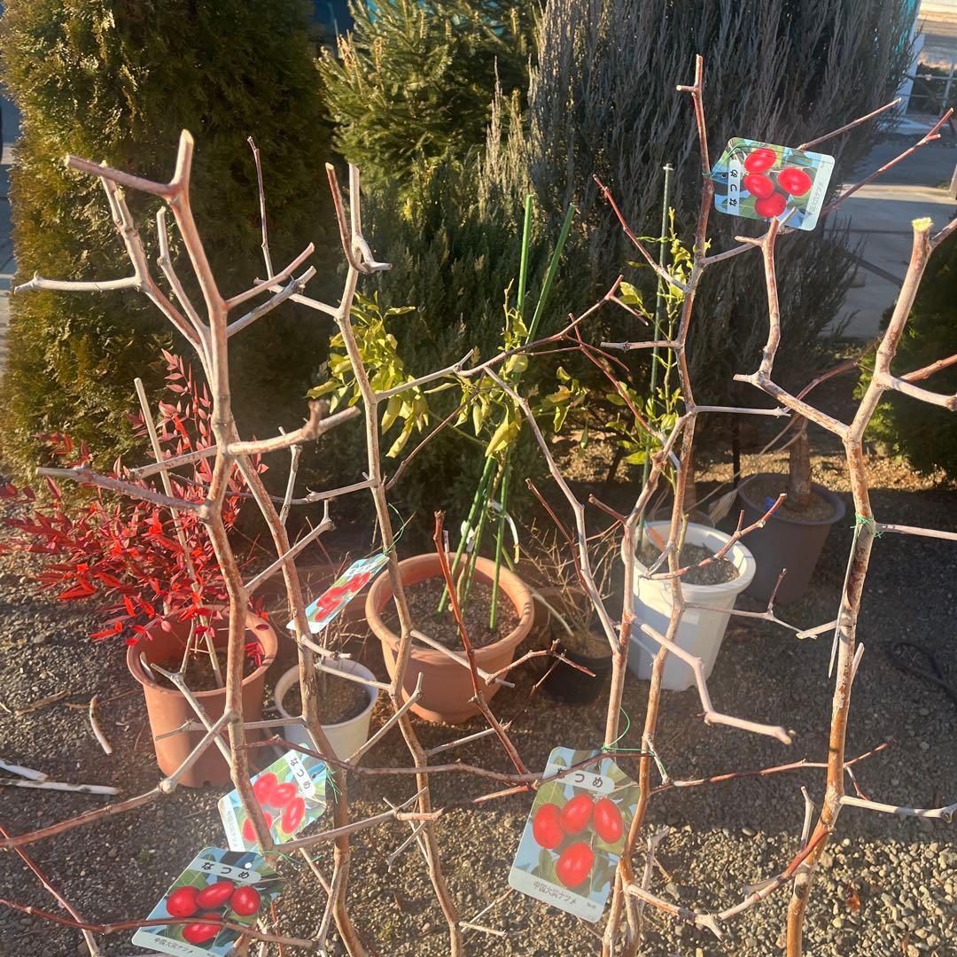 なつめの苗木 赤い果実　1株