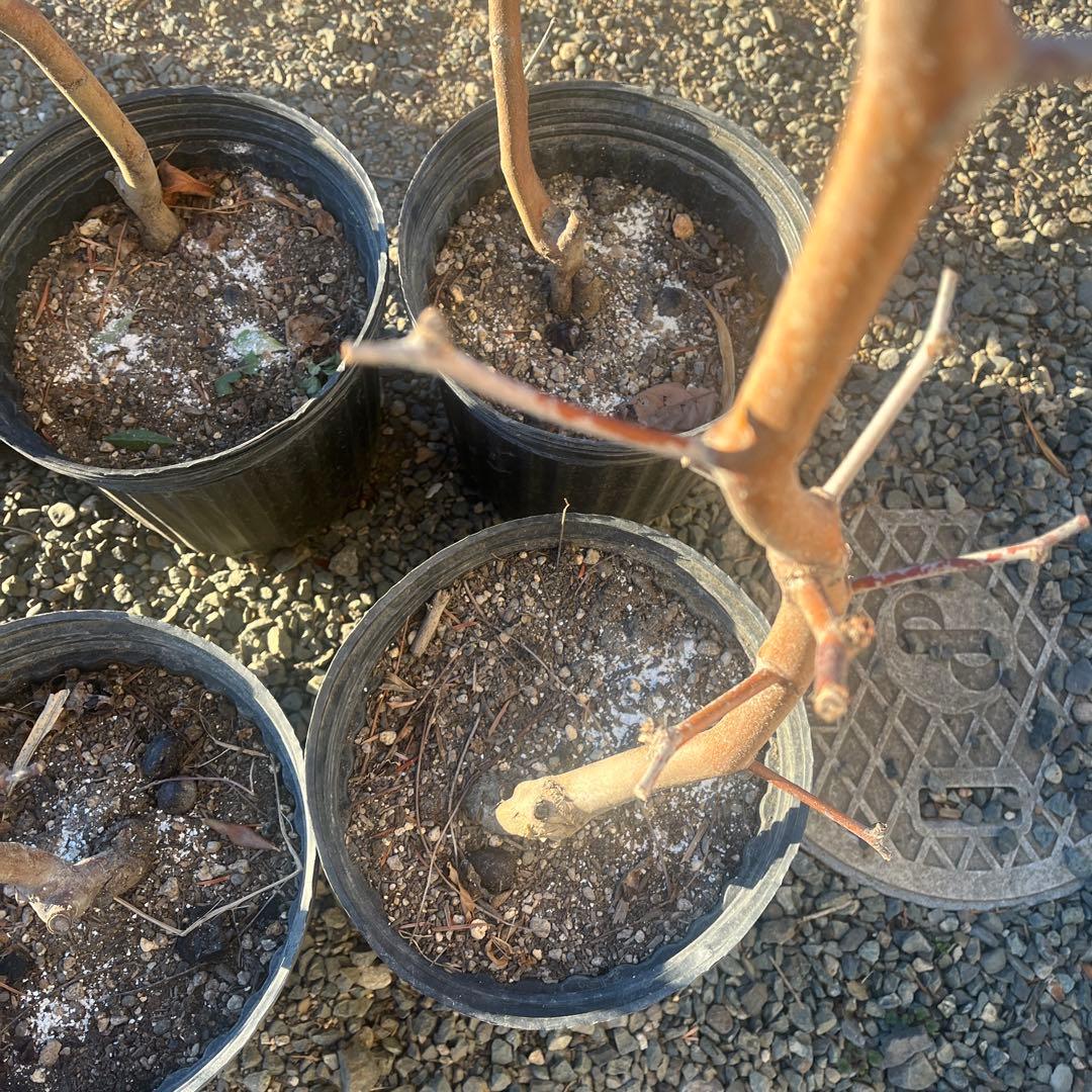 なつめの苗木 赤い果実　1株