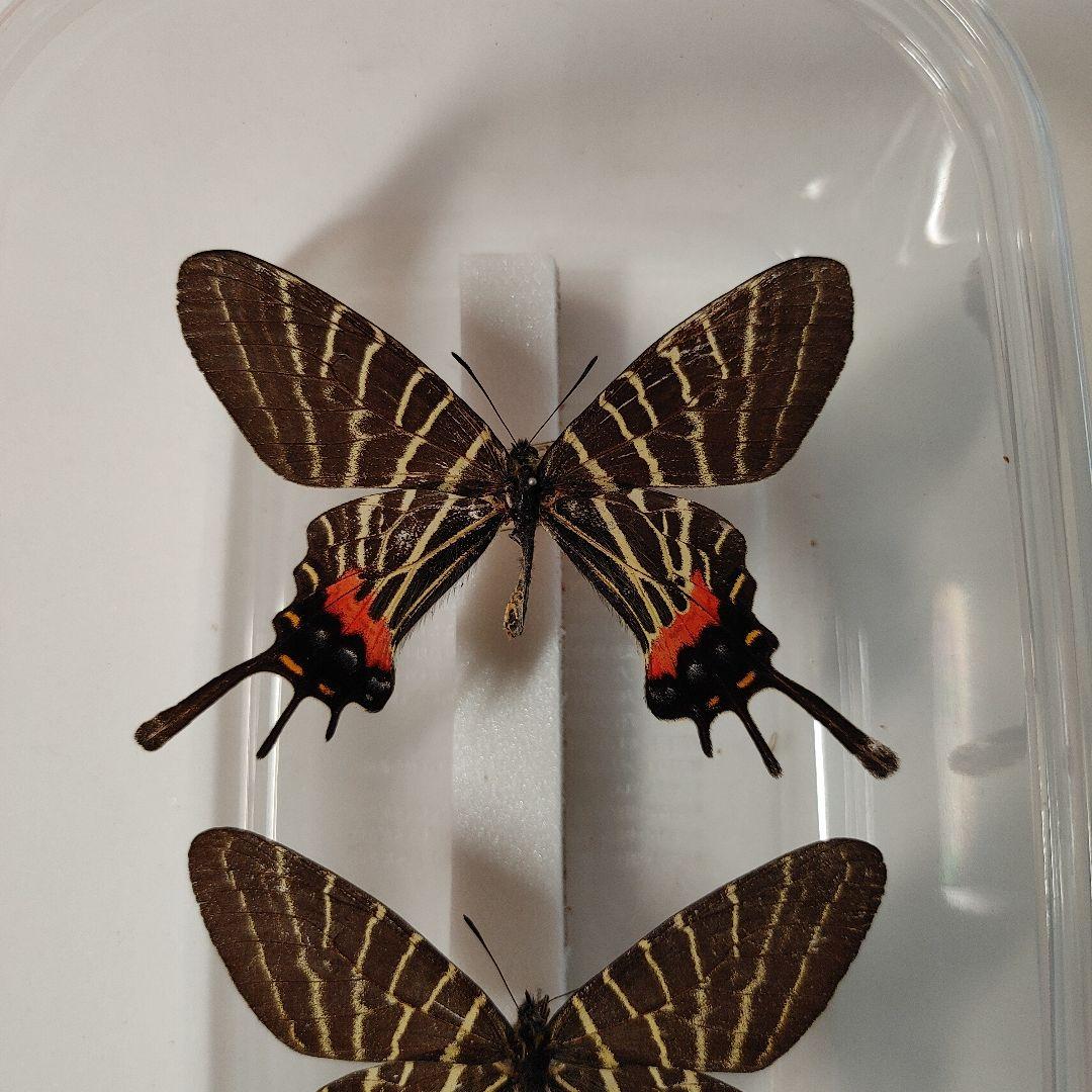 シナシボリアゲハ「2頭」