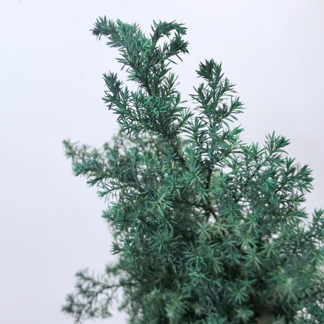 SS様ご予約品です☆ ヒムロスギ　＊グリーン　大地農園