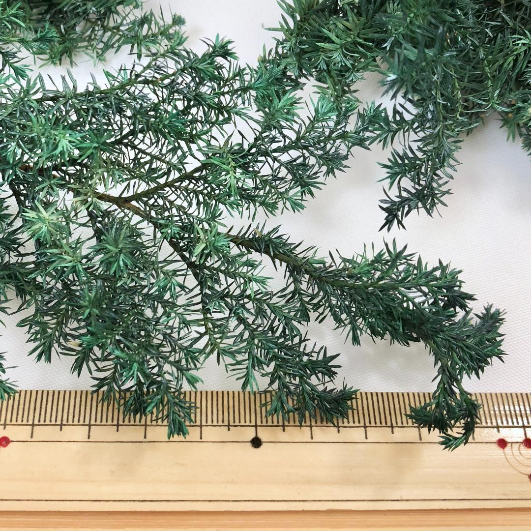 SS様ご予約品です☆ ヒムロスギ　＊グリーン　大地農園