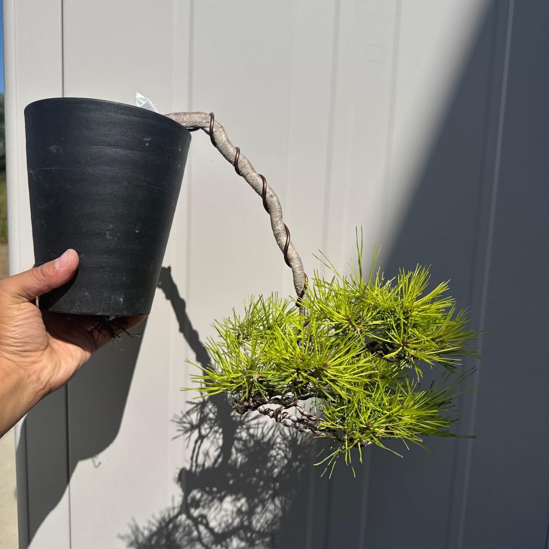 盆栽 赤松 懸崖