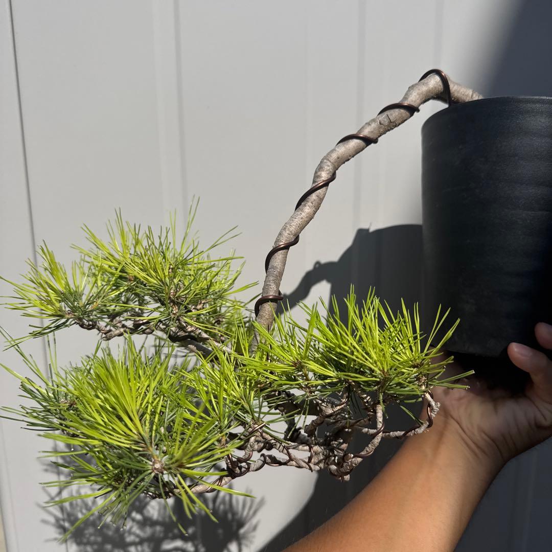 盆栽 赤松 懸崖