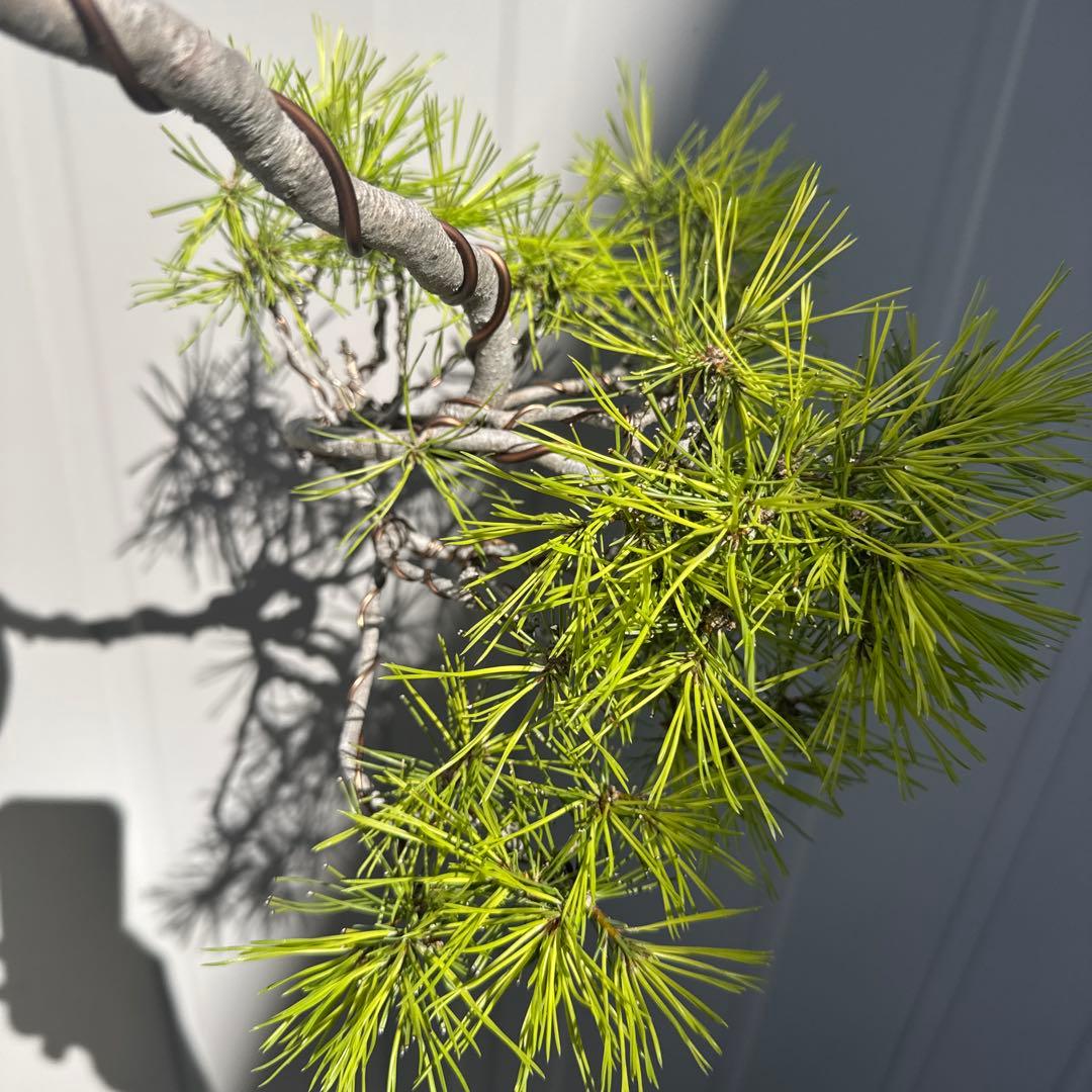 盆栽 赤松 懸崖