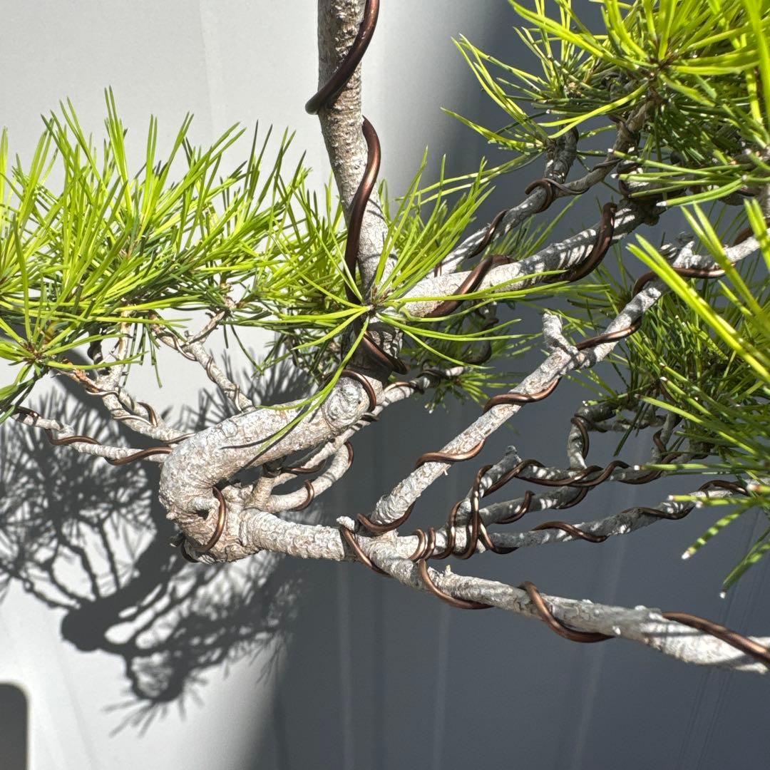 盆栽 赤松 懸崖