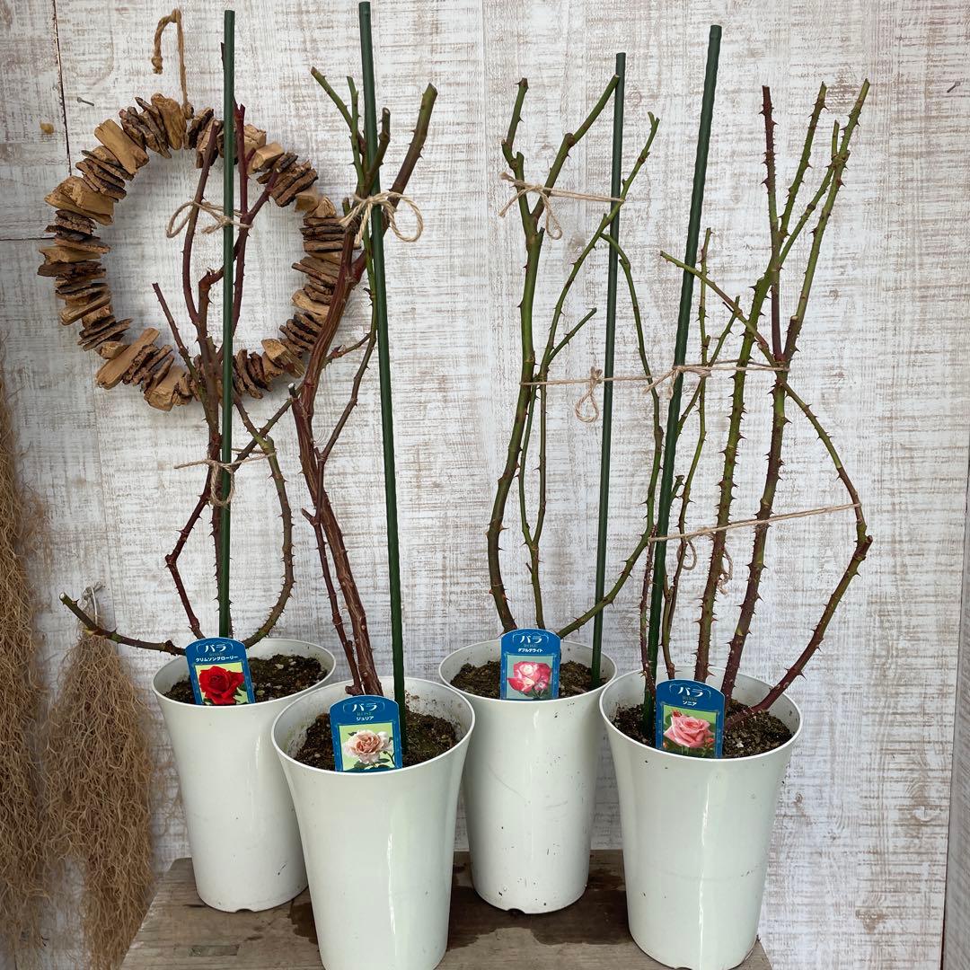火曜特価！4鉢価格！バラ苗　苗木　薔薇　四季咲き　大輪　6号鉢　接木　ジュリア