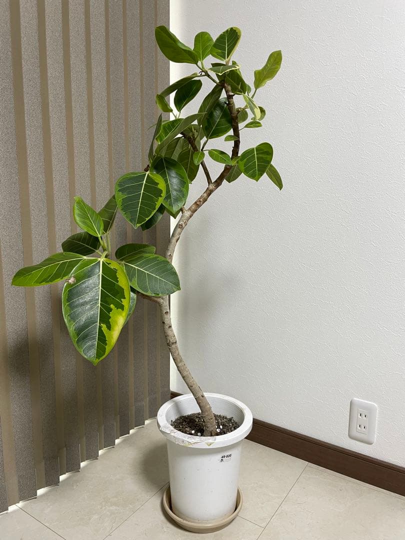 フィカス　アルテシマ　高さ約130cm