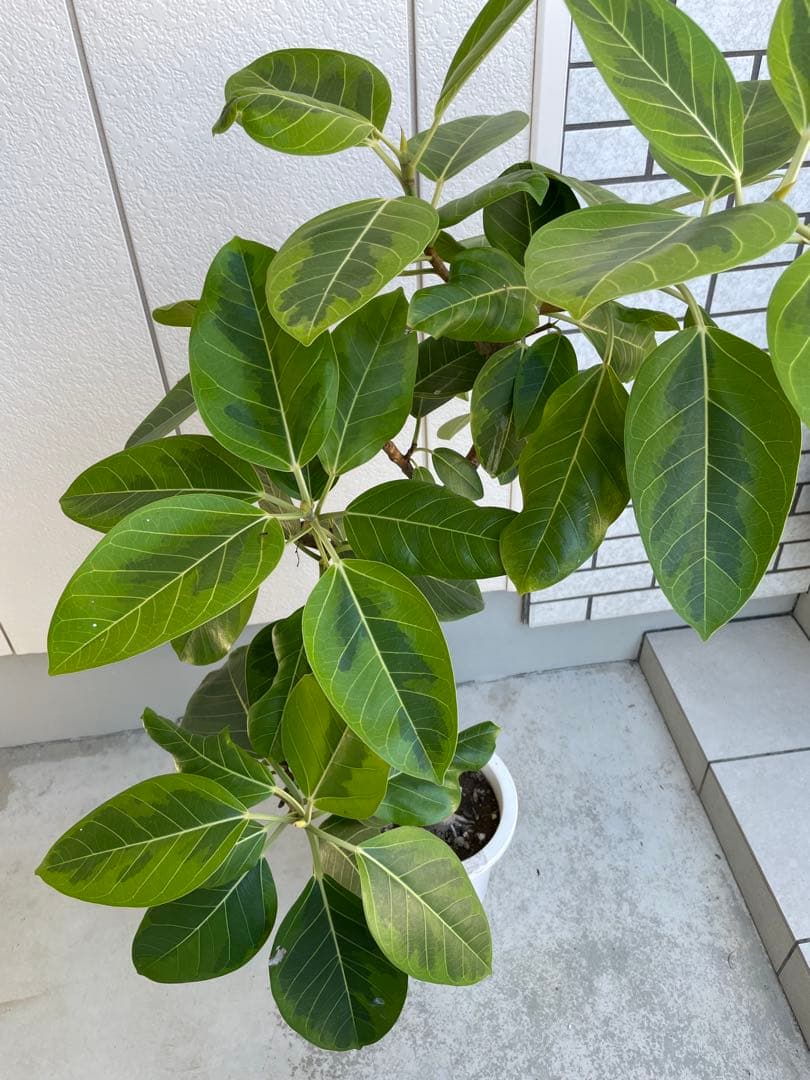フィカス　アルテシマ　高さ約130cm