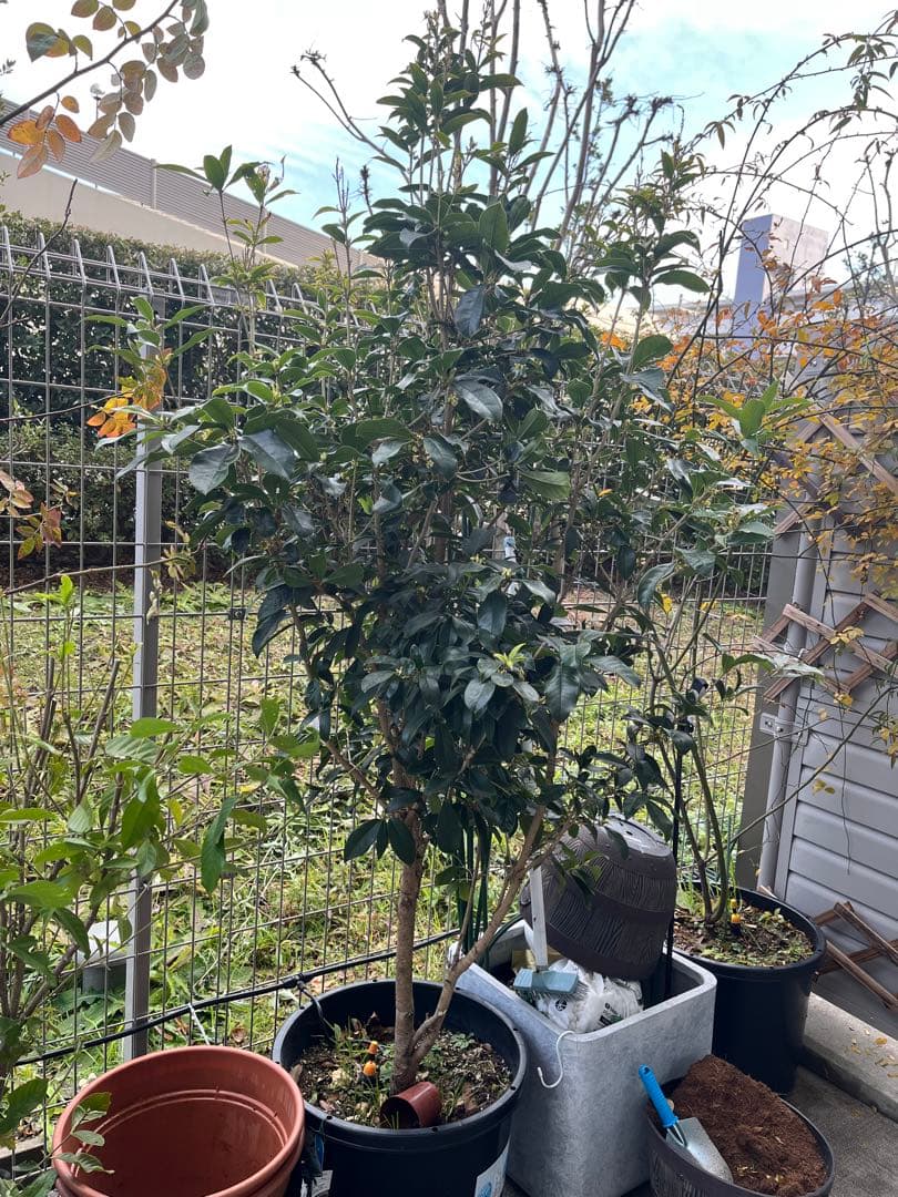 銀木犀　約160cm 白花