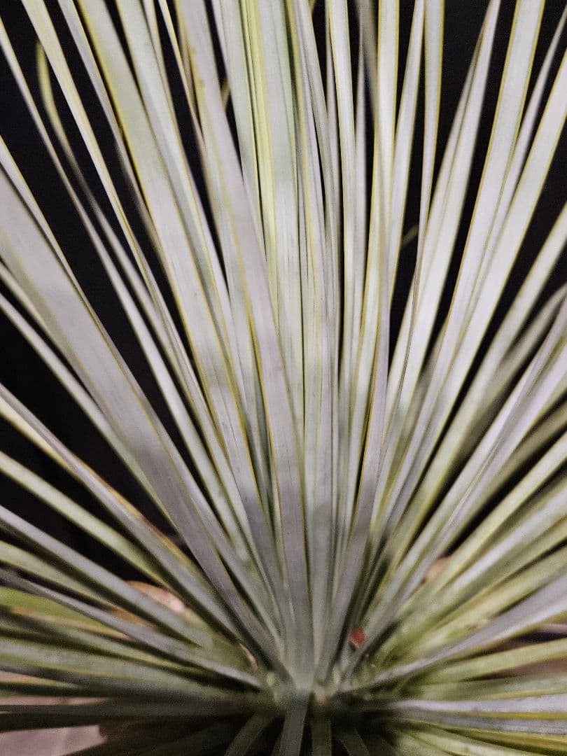 専用出品 セット割 ユッカロストラータ 太株 (み)