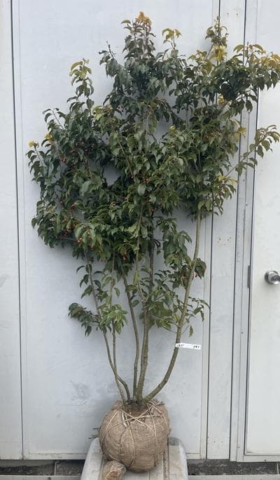 《現品》ソヨゴ　株立ち(雌株・メス株)　樹高1.7ｍ（根鉢含まず）581【苗木】