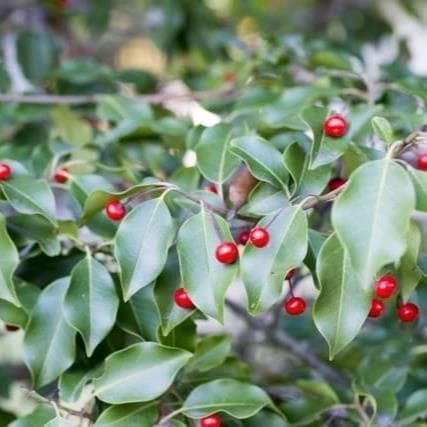 《現品》ソヨゴ　株立ち(雌株・メス株)　樹高1.7ｍ（根鉢含まず）581【苗木】