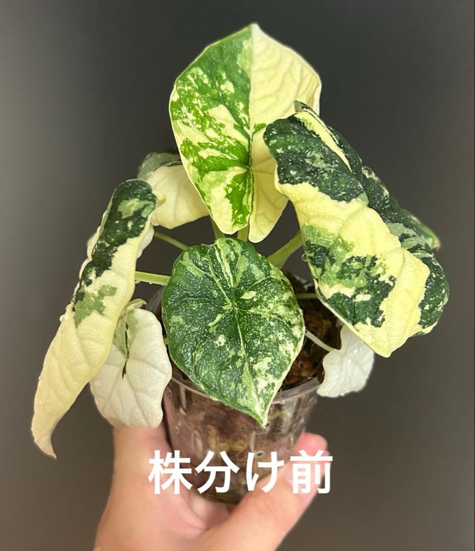 【Riharu10】【レア】 アロカシア　メロ　斑入