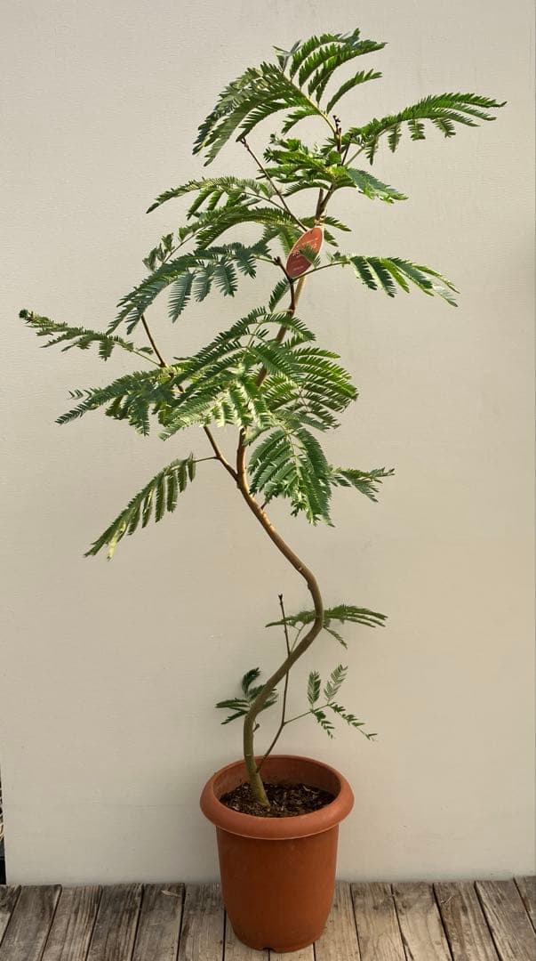 ネムの木　エバーフレッシュ　曲がり　鉢皿付き