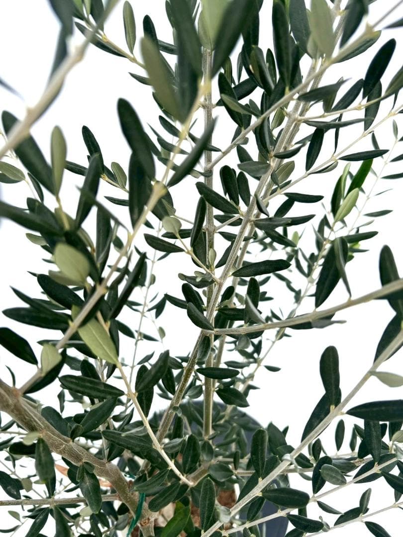 オリーブの木　フラントイオ　7号　約140cm　NO.851　人気品種　現品掲載