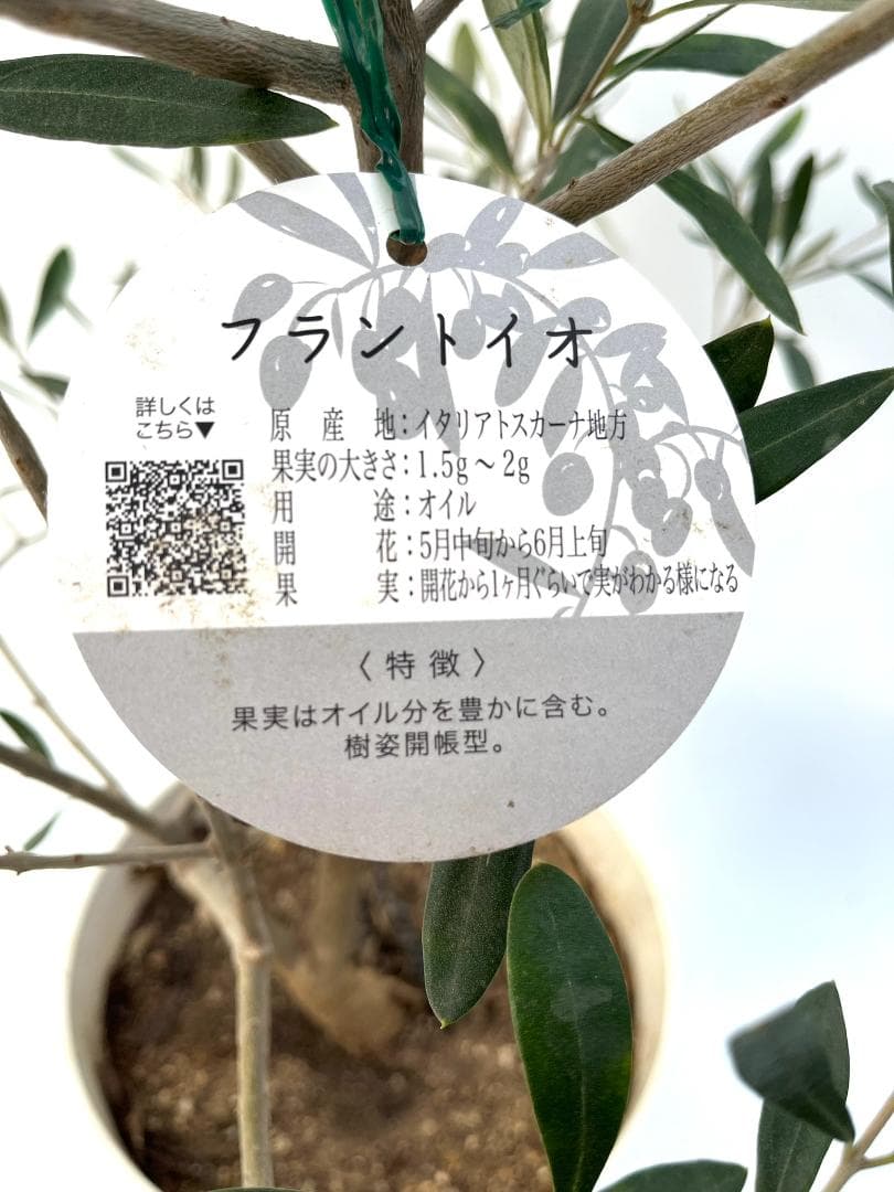 オリーブの木　フラントイオ　7号　約140cm　NO.851　人気品種　現品掲載